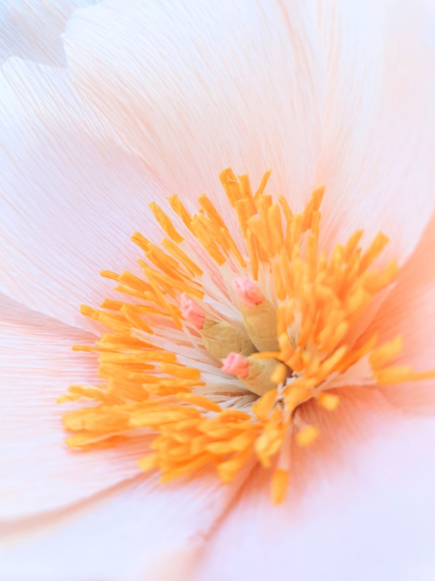 Fleur en papier : Pivoine en papier – Image 6