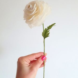 Renoncule en papier blanche